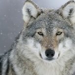 Wolfnik