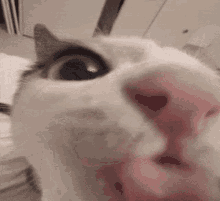 plink-cat(1).gif.a1398c3cd2c197ac89b71d838c8091e0.gif