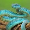 Snake69