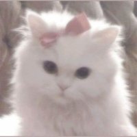 Muffinka47