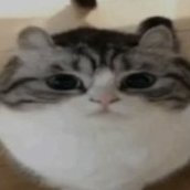 KefirekEla