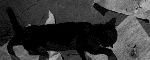pobranyplik2-ezgif.com-resize.gif.3b7120b3ec825c6dabeb243a89aef43b.gif